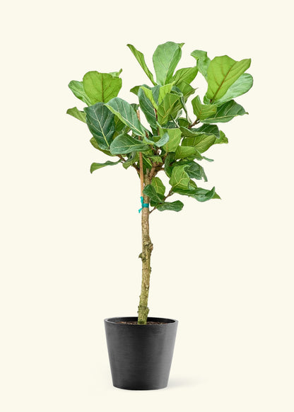 Extra Large Fiddle Leaf Fig Plant in a black pot.