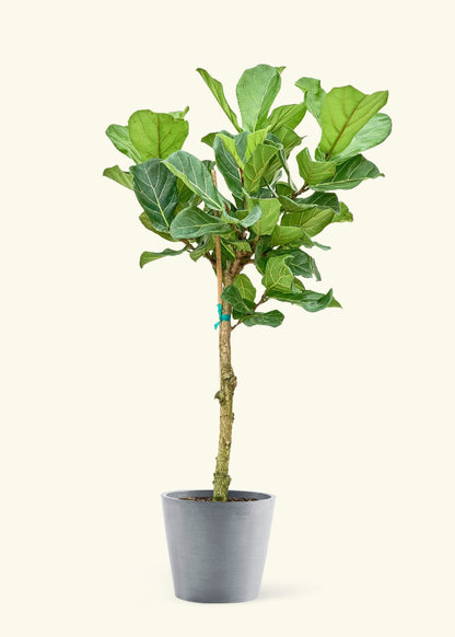 Extra Large Fiddle Leaf Fig Plant in a gray stone pot.