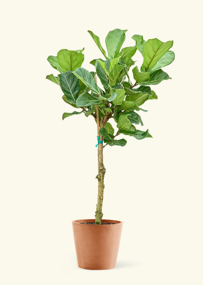 Extra Large Fiddle Leaf Fig Plant in a terracotta pot.