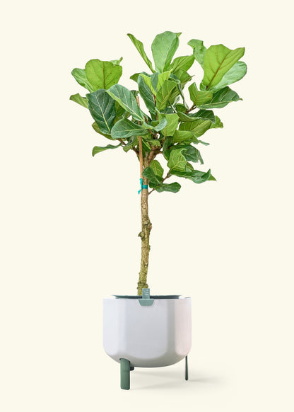 Fiddle Leaf Fig in a 10 inches sage self watering pot