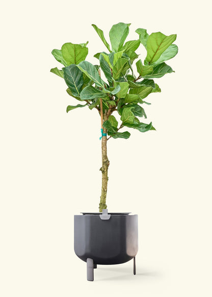 Fiddle Leaf Fig in a 10 inches charcoal self watering pot