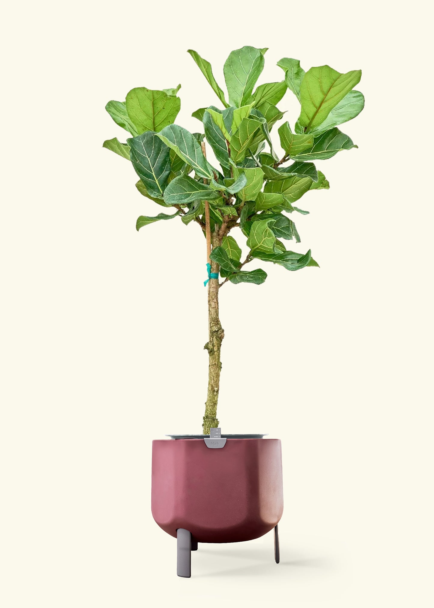 Fiddle Leaf Fig in a 10 inches terracotta self watering pot