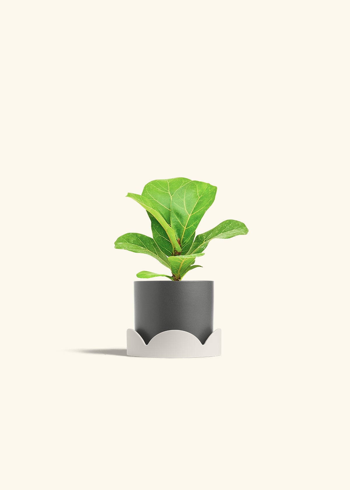 Fiddle Leaf Fig in a 4 inches Charcoal Classic Cylinder Planter in a Oat Petal Drip Tray