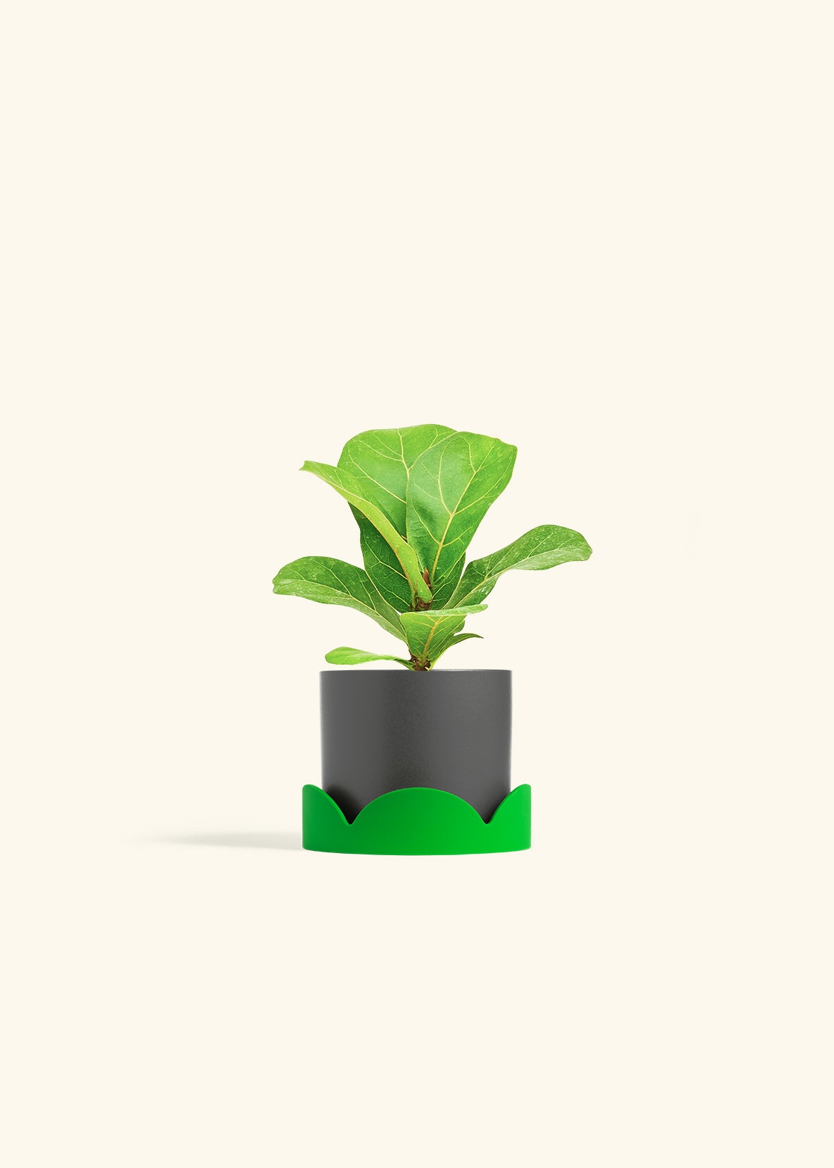 Fiddle Leaf Fig in a 4 inches Charcoal Classic Cylinder Planter in a Shamrock Petal Drip Tray
