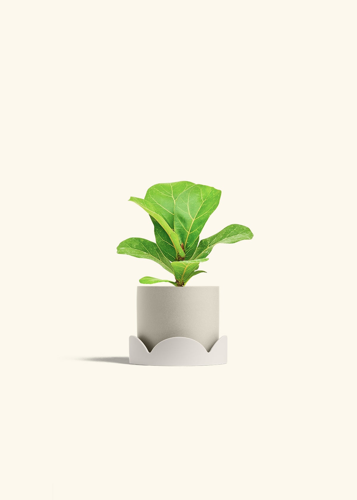 Fiddle Leaf Fig in a 4 inches Oat Classic Cylinder Planter in a Oat Petal Drip Tray