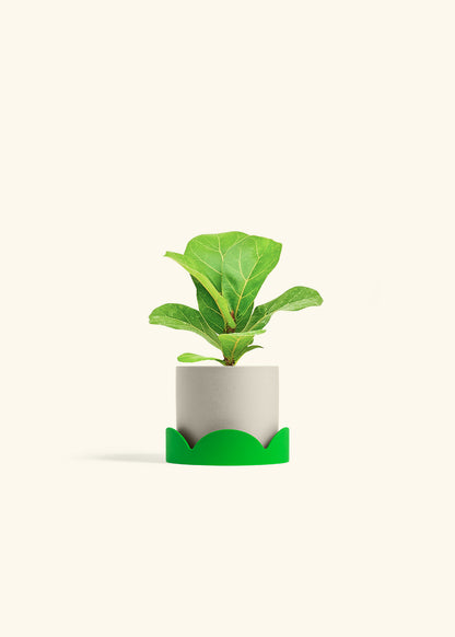 Fiddle Leaf Fig in a 4 inches Oat Classic Cylinder Planter in a Shamrock Petal Drip Tray