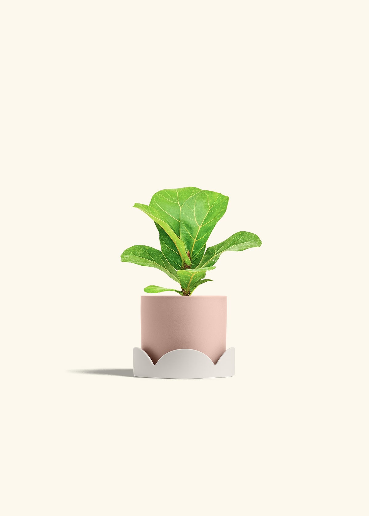 Fiddle Leaf Fig in a 4 inches Pink Classic Cylinder Planter in a Oat Petal Drip Tray
