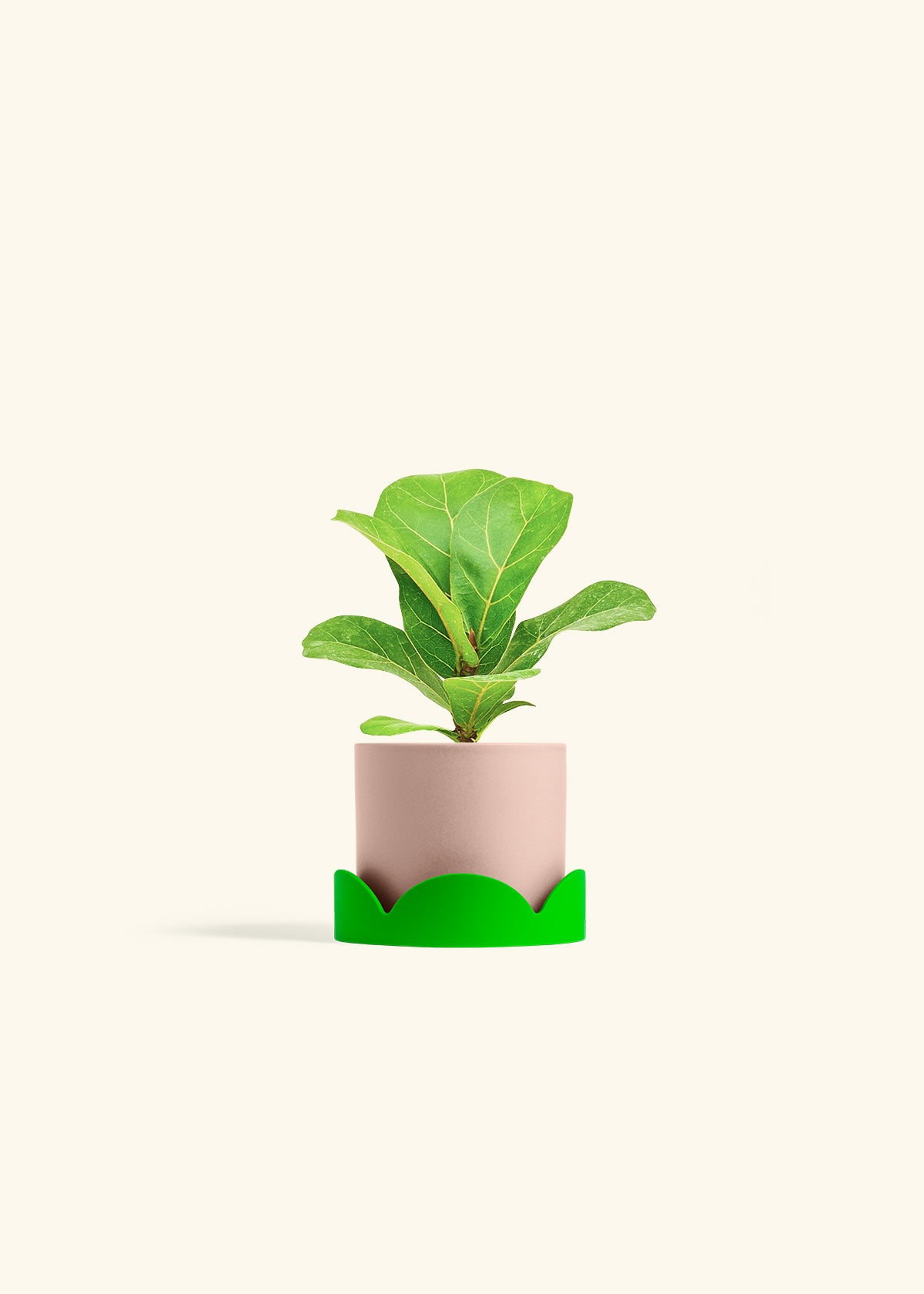 Fiddle Leaf Fig in a 4 inches Pink Classic Cylinder Planter in a Shamrock Petal Drip Tray