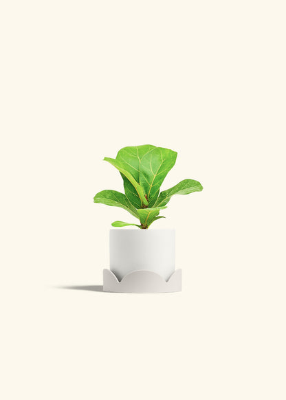 Fiddle Leaf Fig in a 4 inches White Classic Cylinder Planter in a Oat Petal Drip Tray