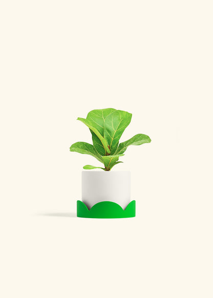 Fiddle Leaf Fig in a 4 inches White Classic Cylinder Planter in a Shamrock Petal Drip Tray