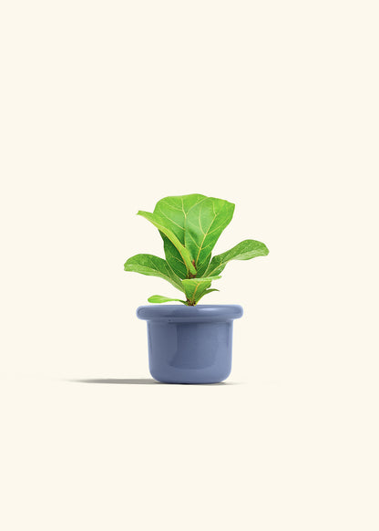 Fiddle Leaf Fig in a 4 inches Fat Lip Blue Planter 