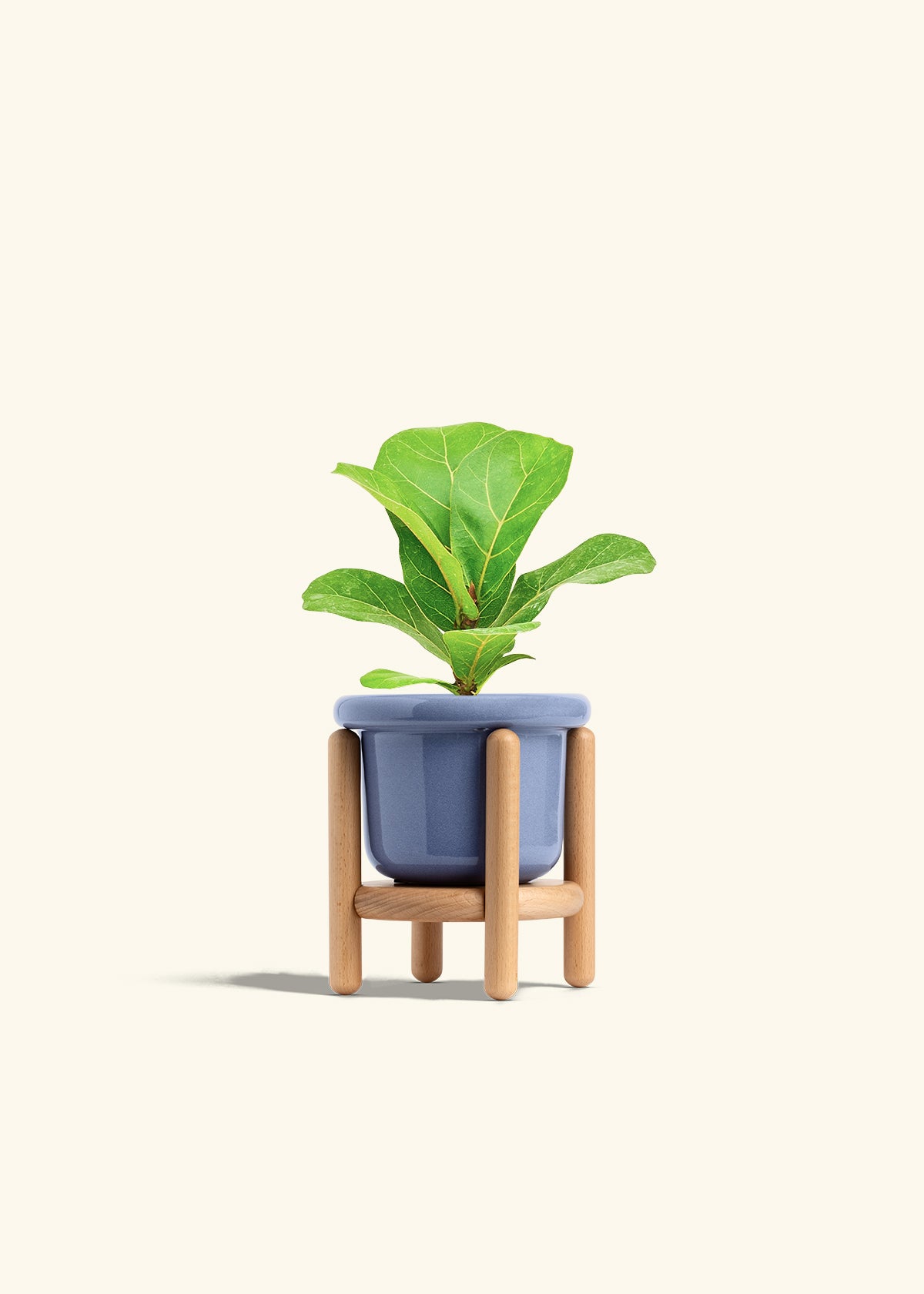 Fiddle Leaf Fig in a 4 inches Fat Lip Blue Planter in a Beech Wood Stand