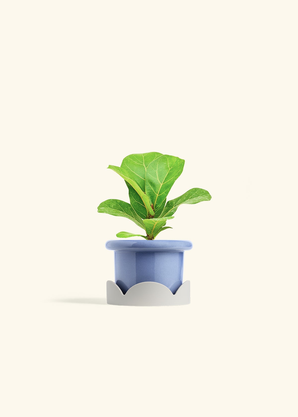 Fiddle Leaf Fig in a 4 inches Fat Lip Blue Planter in a Oat Petal Drip Tray