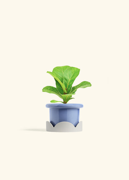 Fiddle Leaf Fig in a 4 inches Fat Lip Blue Planter in a Oat Petal Drip Tray