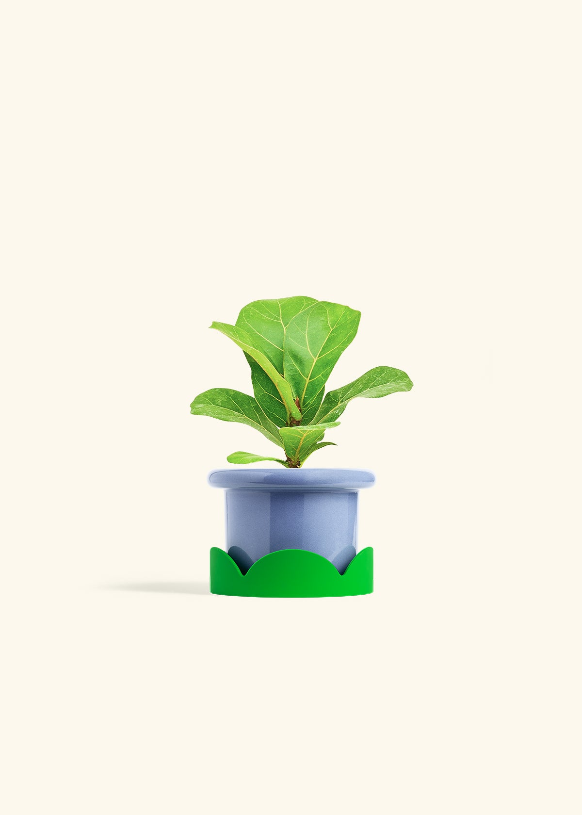 Fiddle Leaf Fig in a 4 inches Fat Lip Blue Planter in a Shamrock Petal Drip Tray