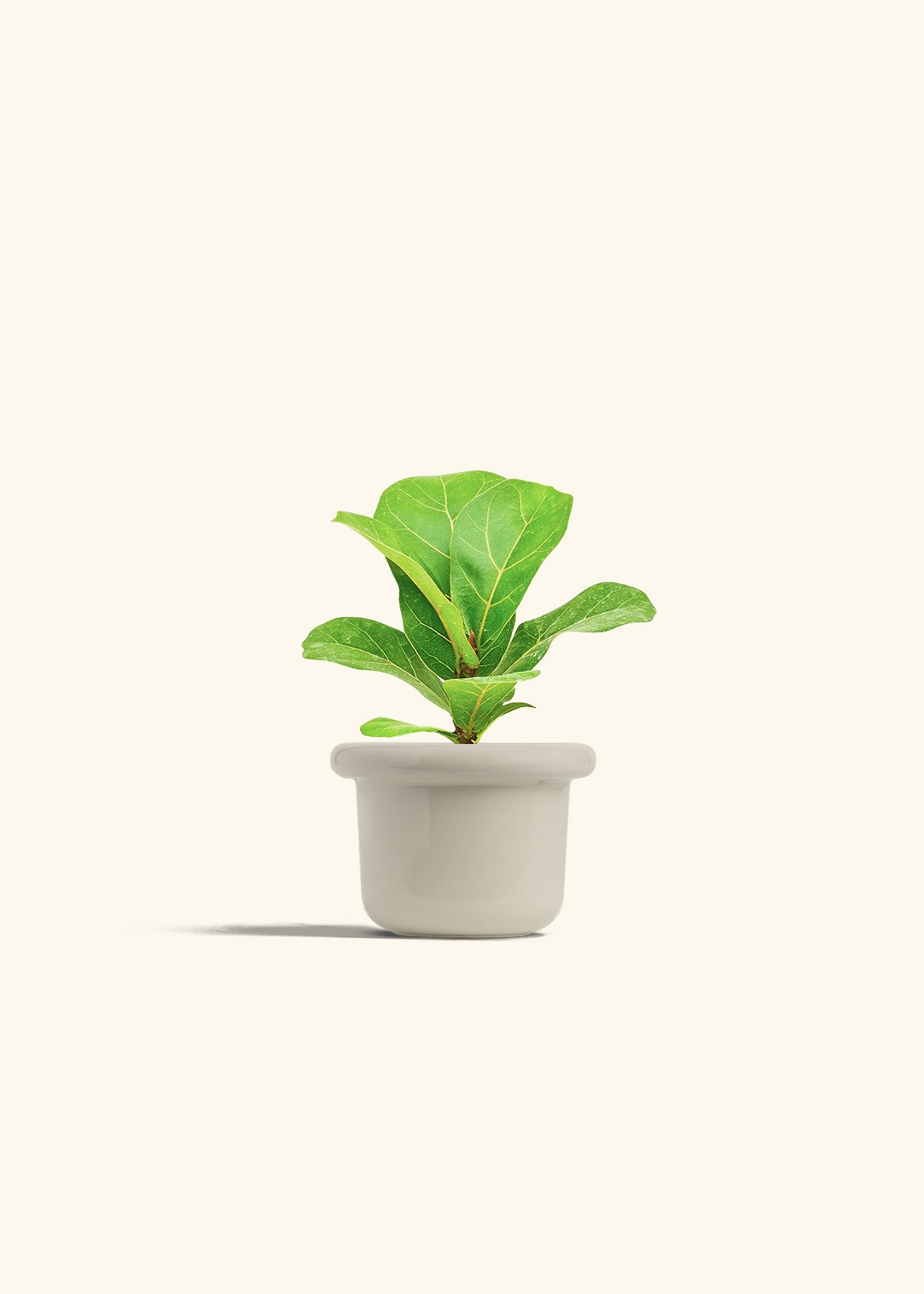 Fiddle Leaf Fig in a 4 inches Fat Lip Oat Planter 