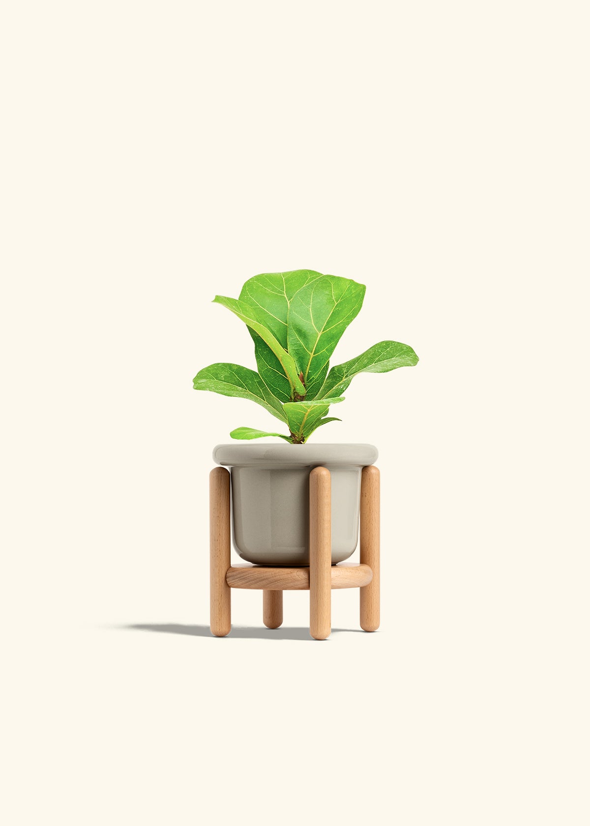 Fiddle Leaf Fig in a 4 inches Fat Lip Oat Planter in a Beech Wood Stand
