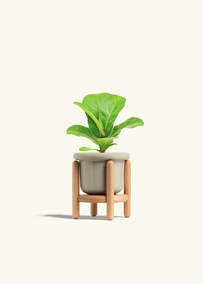 Fiddle Leaf Fig in a 4 inches Fat Lip Oat Planter in a Beech Wood Stand