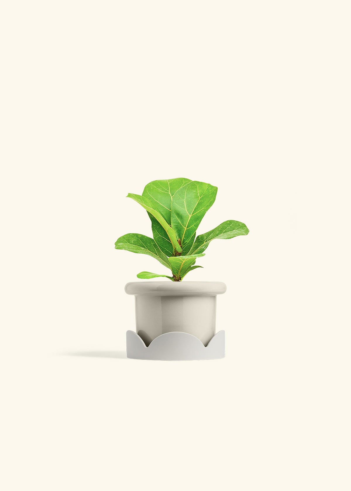 Fiddle Leaf Fig in a 4 inches Fat Lip Oat Planter in a Oat Petal Drip Tray