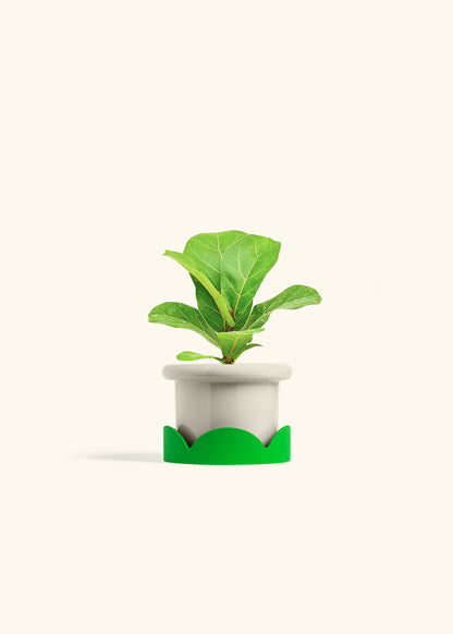 Fiddle Leaf Fig in a 4 inches Fat Lip Oat Planter in a Shamrock Petal Drip Tray
