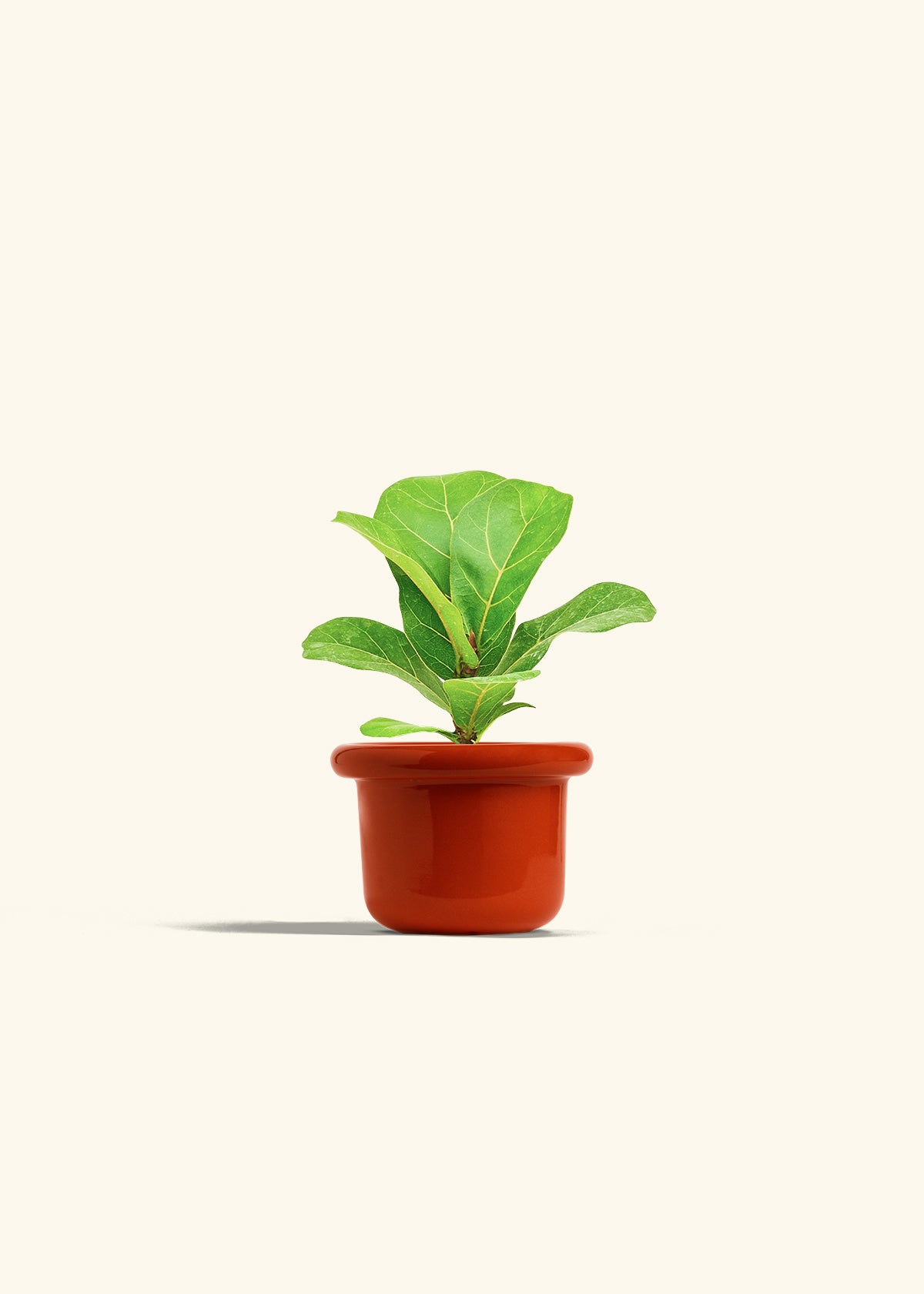 Fiddle Leaf Fig in a 4 inches Fat Lip Red Planter 