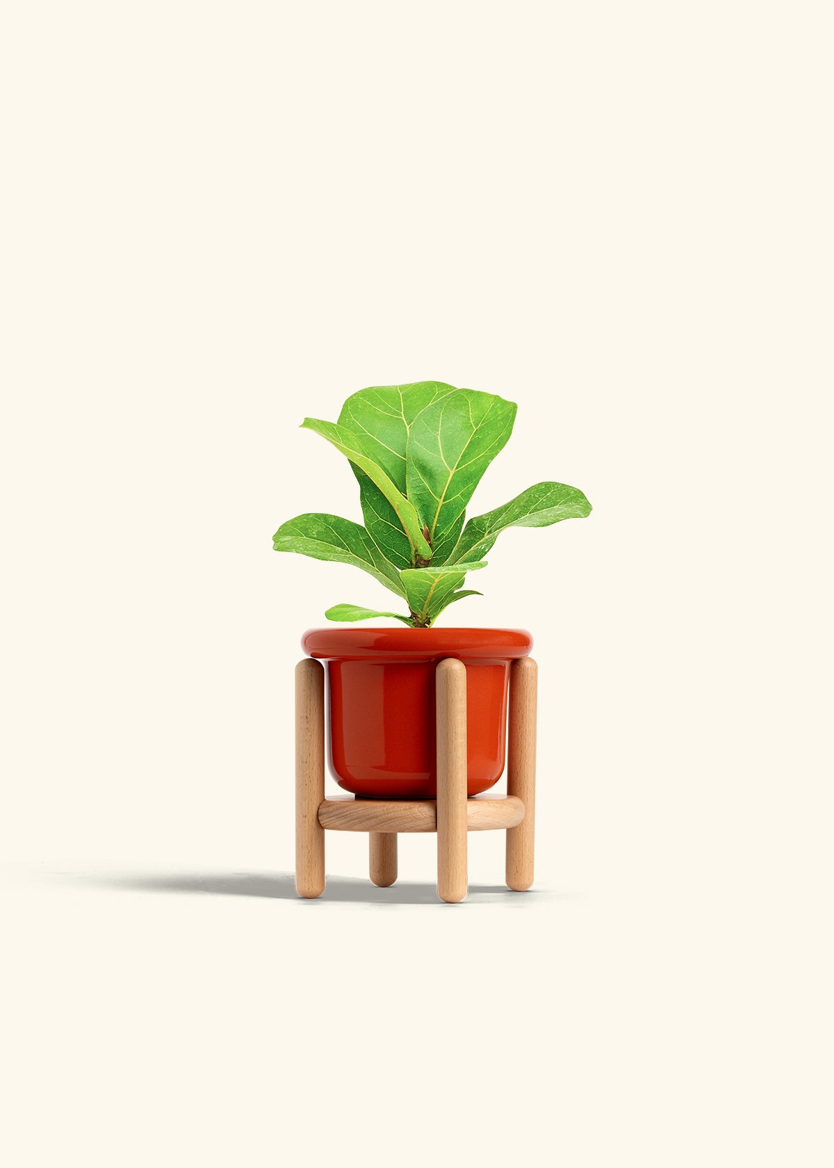 Fiddle Leaf Fig in a 4 inches Fat Lip Red Planter in a Beech Wood Stand