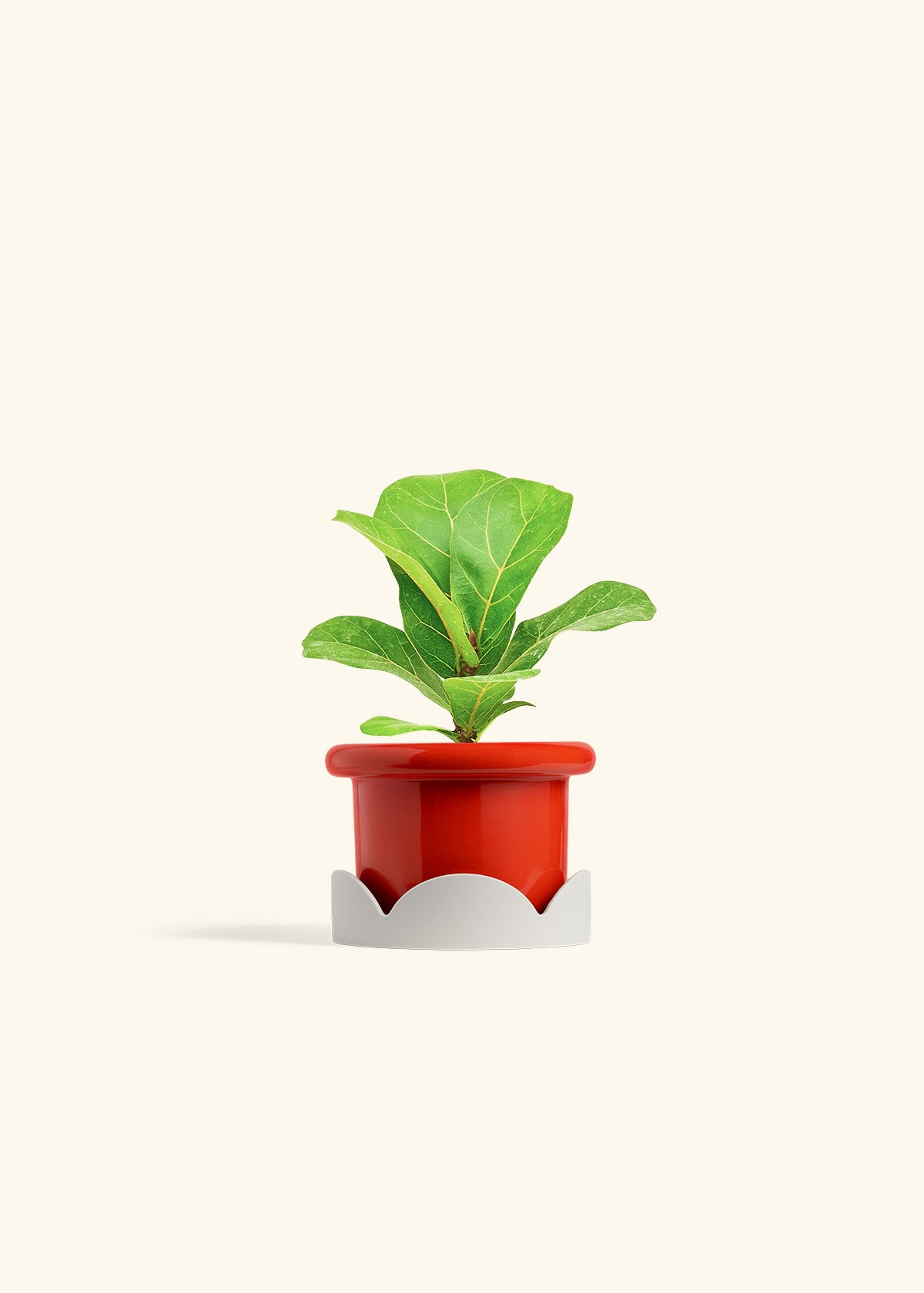 Fiddle Leaf Fig in a 4 inches Fat Lip Red Planter in a Oat Petal Drip Tray