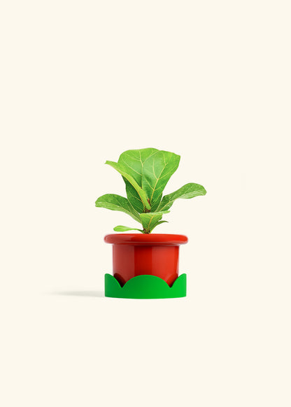 Fiddle Leaf Fig in a 4 inches Fat Lip Red Planter in a Shamrock Petal Drip Tray