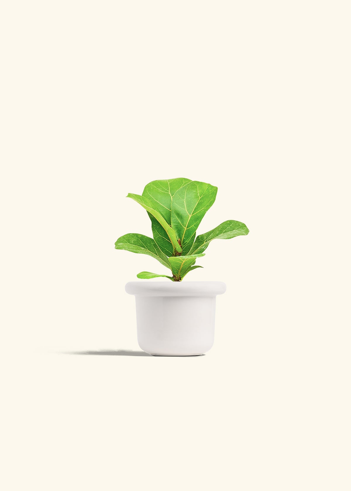 Fiddle Leaf Fig in a 4 inches Fat Lip White Planter 