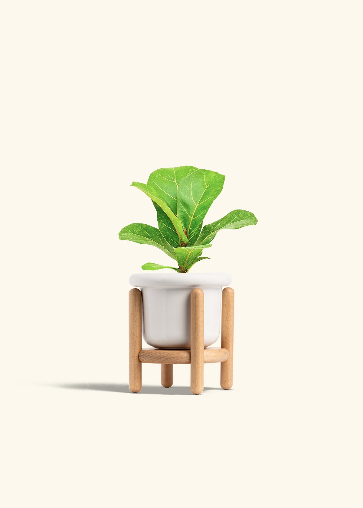 Fiddle Leaf Fig in a 4 inches Fat Lip White Planter in a Beech Wood Stand