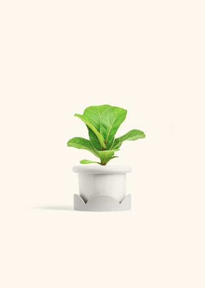 Fiddle Leaf Fig in a 4 inches Fat Lip White Planter in a Oat Petal Drip Tray
