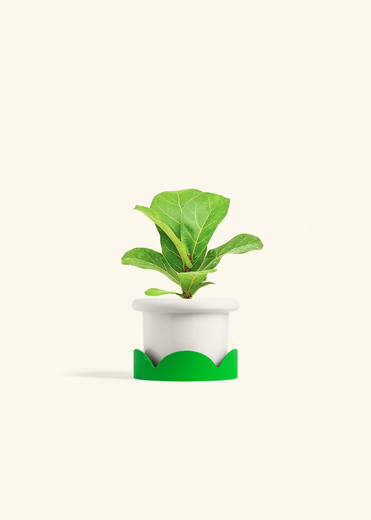 Fiddle Leaf Fig in a 4 inches Fat Lip White Planter in a Shamrock Petal Drip Tray