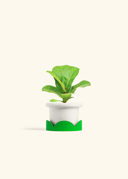 Fiddle Leaf Fig in a 4 inches Fat Lip White Planter in a Shamrock Petal Drip Tray