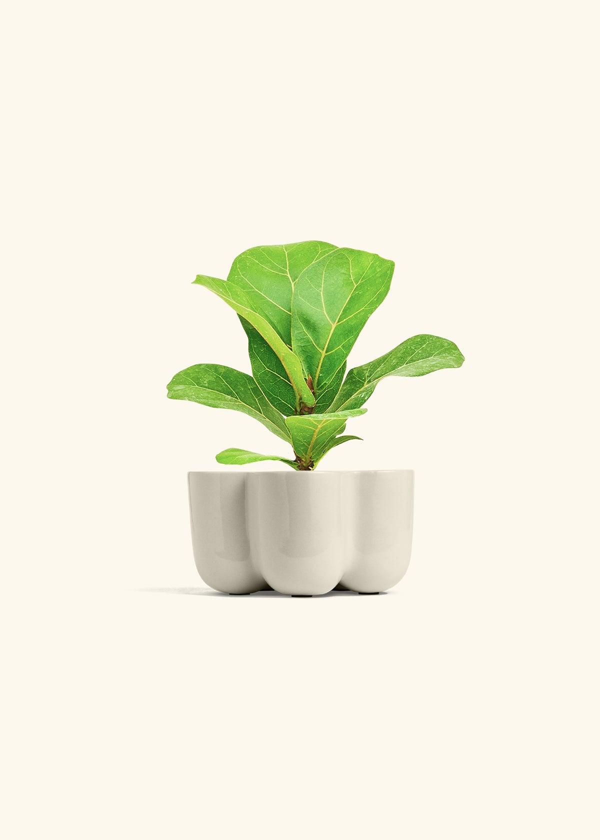 Fiddle Leaf Fig, Small