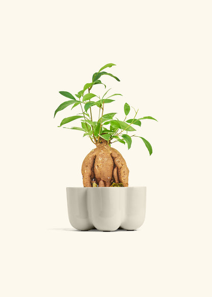 Small Ficus Ginseng in a 4 inches in a Oat Petal Planter