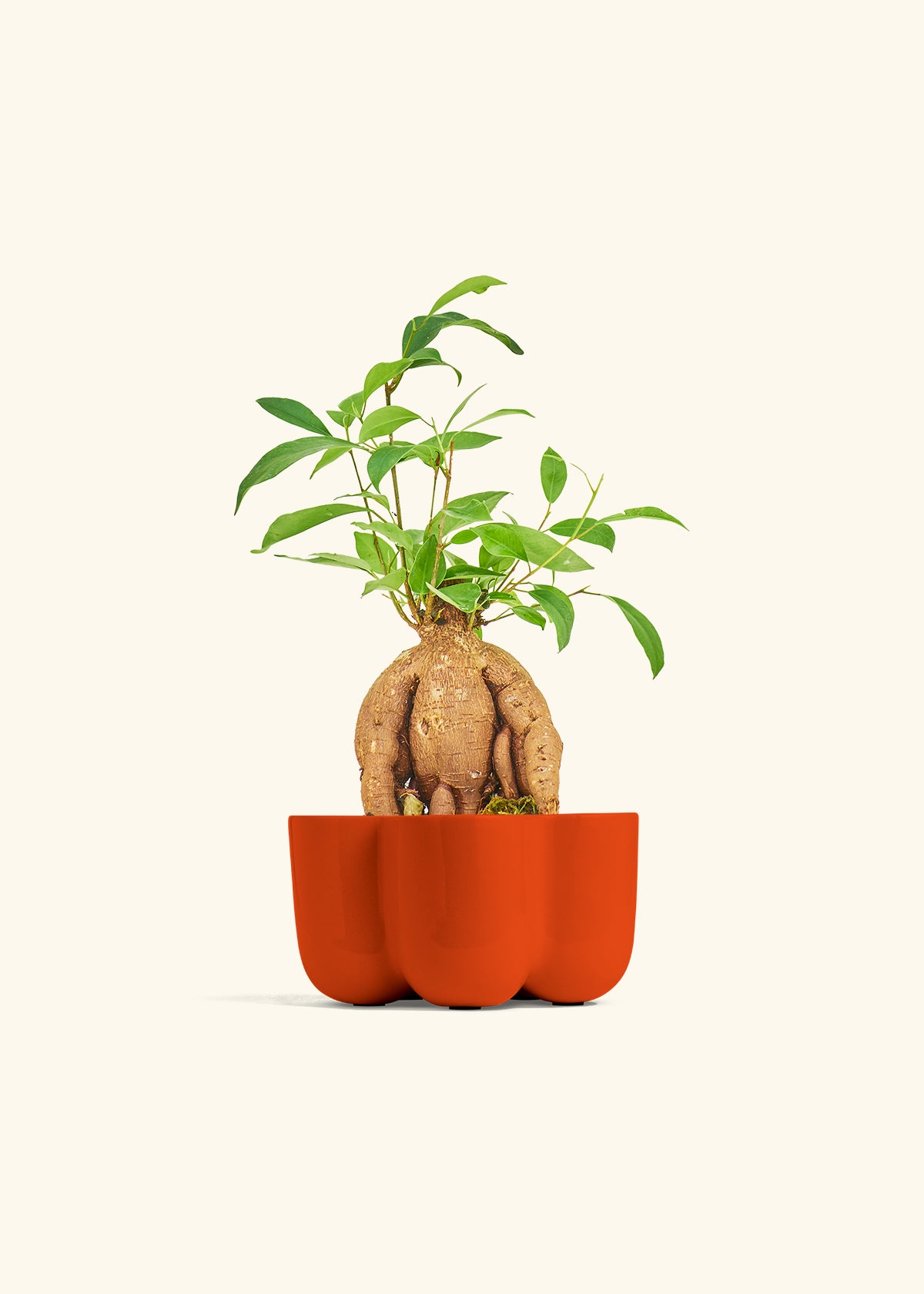 Ficus 'Ginseng', Small