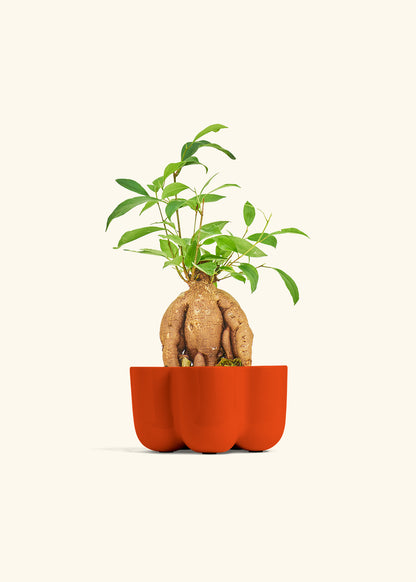 Small Ficus Ginseng in a 4 inches in a Red Petal Planter