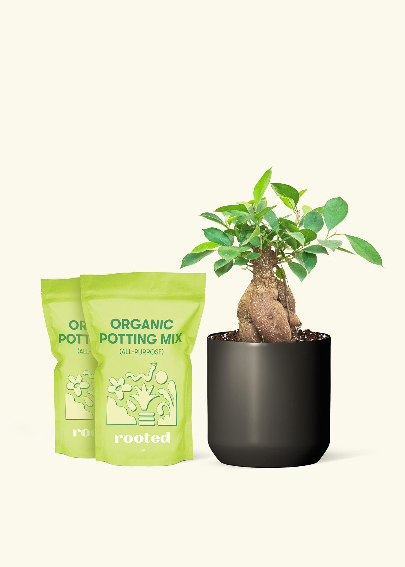  Medium Ficus 'Ginseng' in a black cylinder pot and 2 bags of soil.
