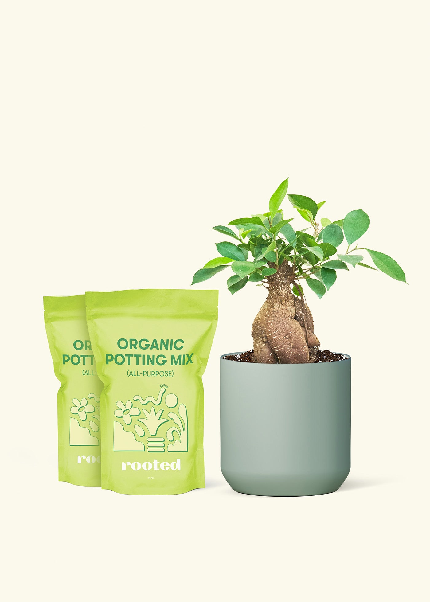Medium Ficus 'Ginseng' in a sage cylinder pot and 2 bags of soil.