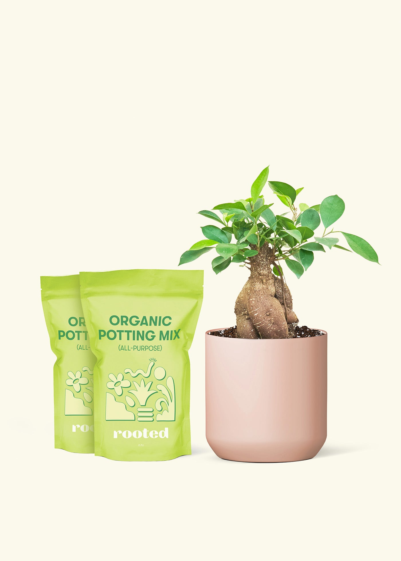 Medium Ficus 'Ginseng' in a pink cylinder pot and 2 bags of soil.