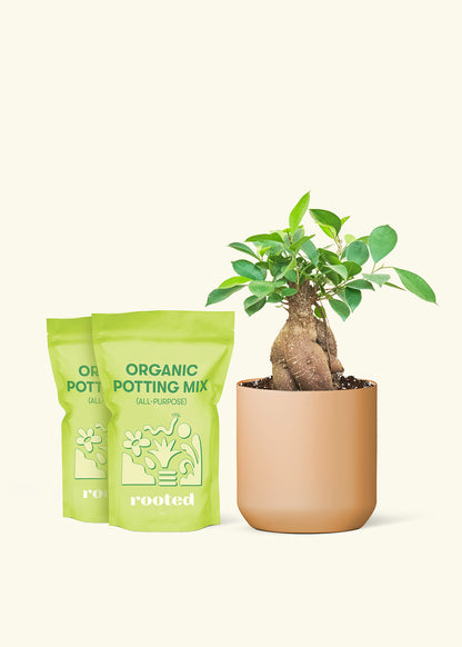 Medium Ficus 'Ginseng' in a terracotta cylinder pot and 2 bags of soil.