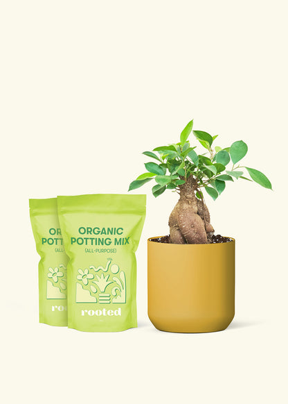 Medium Ficus 'Ginseng' in a mustard cylinder pot and 2 bags of soil.