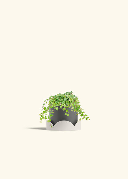 Mini Oakleaf Creeping Fig in a 4 inches Charcoal Classic Cylinder Planter in a Oat Petal Drip Tray