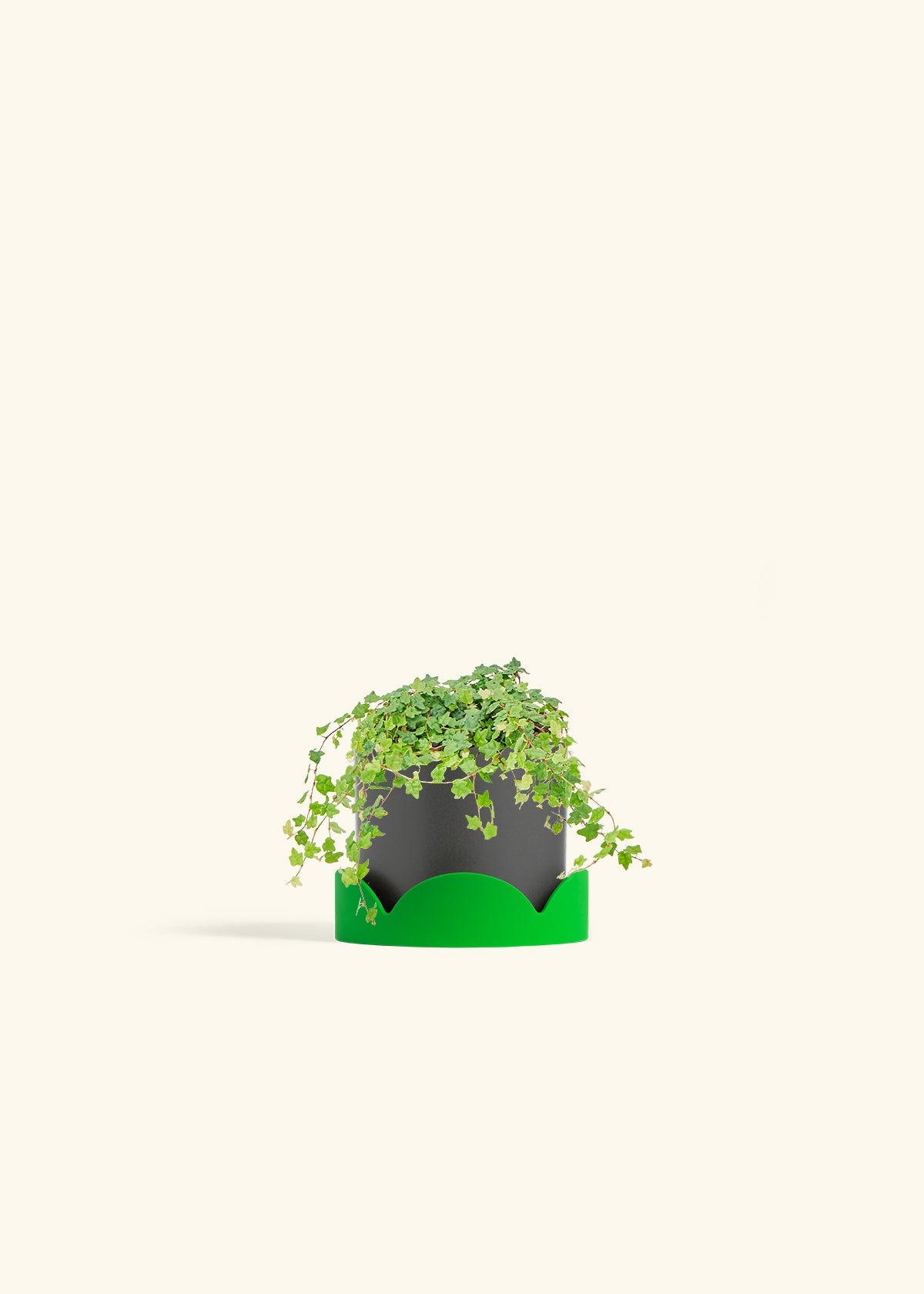 Mini Oakleaf Creeping Fig in a 4 inches Charcoal Classic Cylinder Planter in a Shamrock Petal Drip Tray