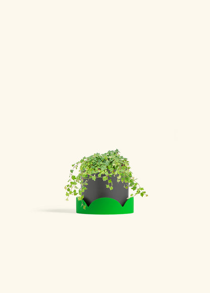 Mini Oakleaf Creeping Fig in a 4 inches Charcoal Classic Cylinder Planter in a Shamrock Petal Drip Tray
