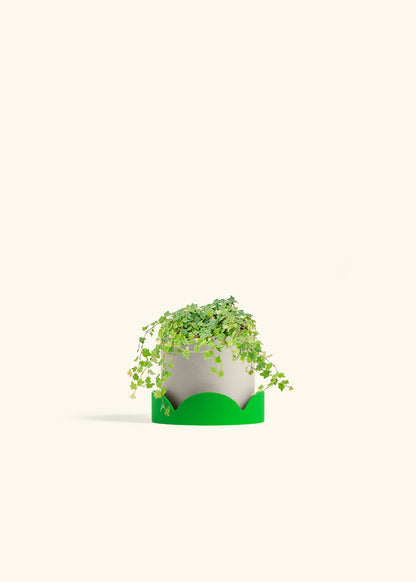 Mini Oakleaf Creeping Fig in a 4 inches Oat Classic Cylinder Planter in a Shamrock Petal Drip Tray