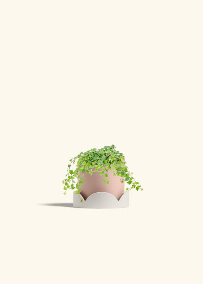 Mini Oakleaf Creeping Fig in a 4 inches Pink Classic Cylinder Planter in a Oat Petal Drip Tray