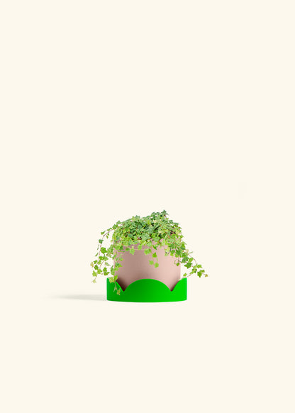 Mini Oakleaf Creeping Fig in a 4 inches Pink Classic Cylinder Planter in a Shamrock Petal Drip Tray
