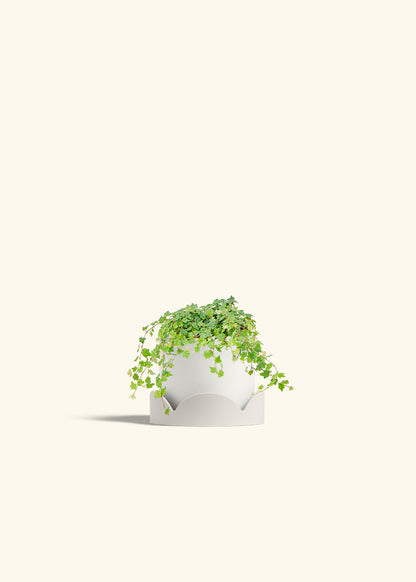 Mini Oakleaf Creeping Fig in a 4 inches White Classic Cylinder Planter in a Oat Petal Drip Tray