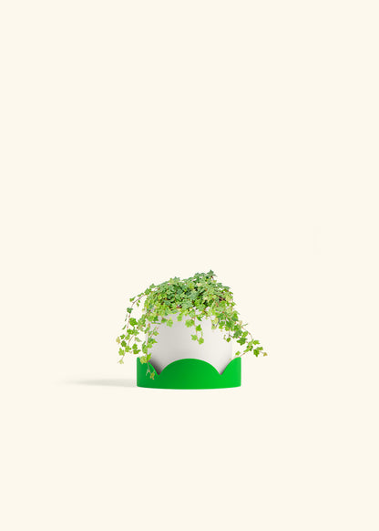 Mini Oakleaf Creeping Fig in a 4 inches White Classic Cylinder Planter in a Shamrock Petal Drip Tray